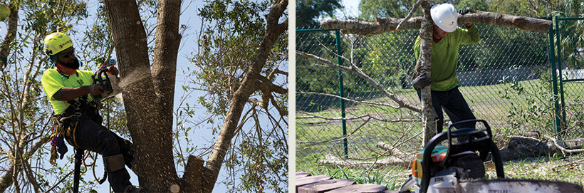 Choose Tree Work Now for your Apopka tree service needs - whether trimming, removal, storm cleanup, or beyond.