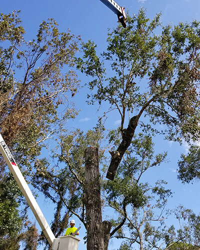 Choose Tree Work Now for your Lake Mary tree service needs - whether trimming, removal, storm cleanup, or beyond