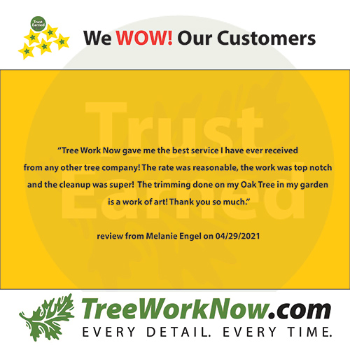 Tree Work Now is your premier Oviedo tree service company, offering prompt estimates for tree trimming, removal, and more.