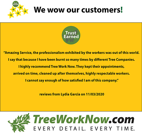 Choose Tree Work Now for your Longwood tree service needs - whether trimming, removal, storm cleanup, or beyond.