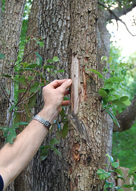 Orlando Certified Arborist investigates tree bark