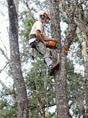 Orlando tree trimming crew