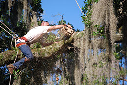 Orlando tree trimming crew