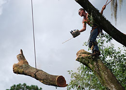 Orlando tree trimming crew