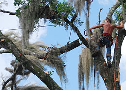 Orlando tree trimming crew