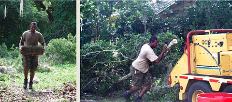 Orlando tree trimming crew