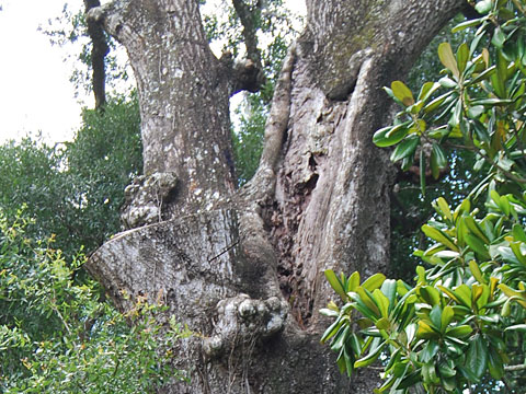 Florida Certified Arborist