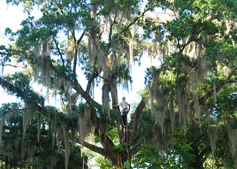 Florida Tree Removal