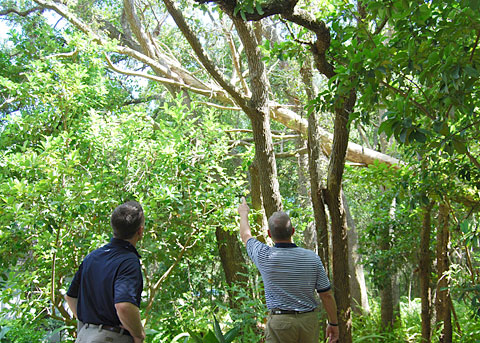 Our Orlando tree trimming team examines a fallen tree.