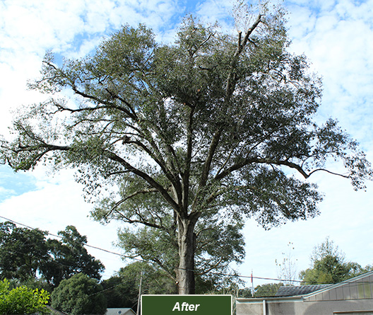 The final results of our Orlando tree trimming team's work.