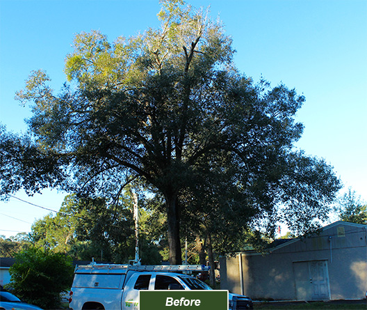A tree before receiving proper pruning from Tree Work Now's Orlando tree trimming team.