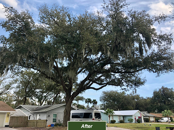 Explore Tree Work Now's past Orlando tree service and storm prep projects.
