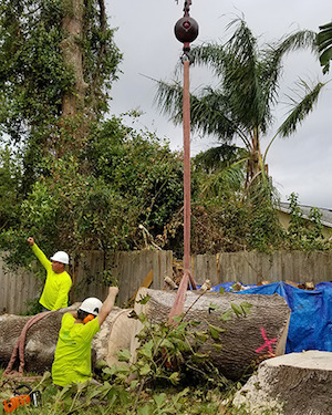 Our Orlando FL tree service experts can help clear your property.