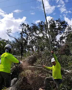 Tree Work Now is here to help after a storm! Trust your premier Orlando FL tree service.