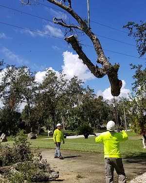 For tricky post-storm cleanup, call on Tree Work Now for Orlando FL tree service.