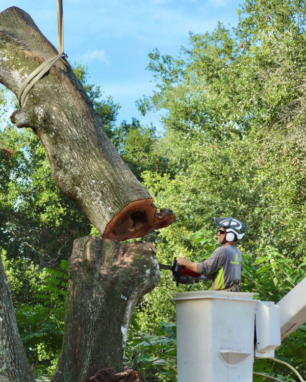 Orlando tree service