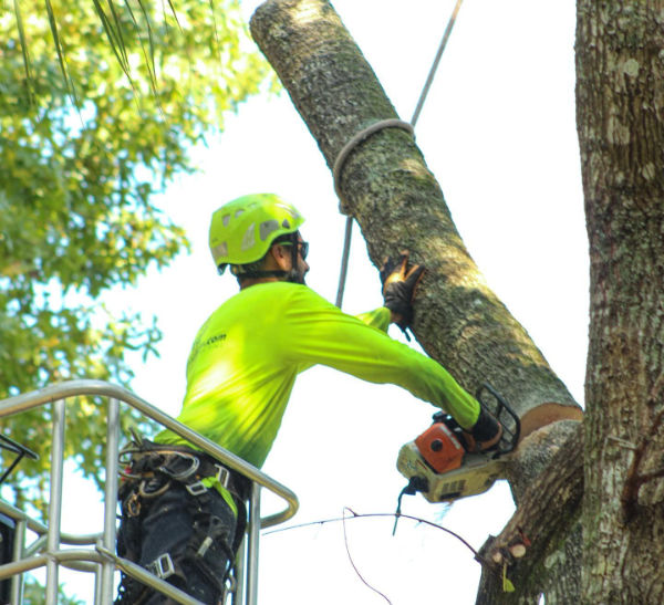 One of our Tree Work Now experts assists an Orlando tree removal job.