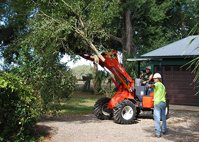 small tractor lifting tree limbs while performing tree service in Orlando