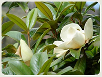Tree trimming company green practices - magnolia