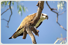 Tree trimming company green practices - Osprey