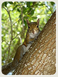 Tree trimming company green practices - squirrel