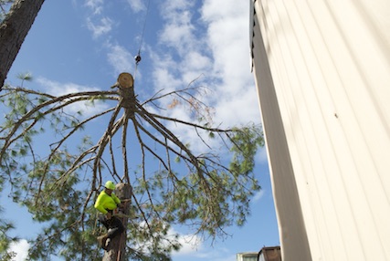 Tree removal equipment used by us in Orlando