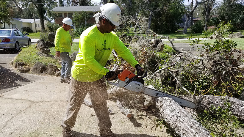 tree service