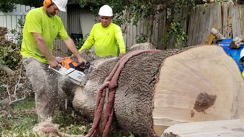 tree surgeon, large tree removal, tree cutting, tree companies, tree service cost, tree work now, fallen tree removal, dead tree removal, brush removal, tree debris removal, pine tree removal, oak tree removal, oak tree trimming, tree care professionals, tree branch removal,