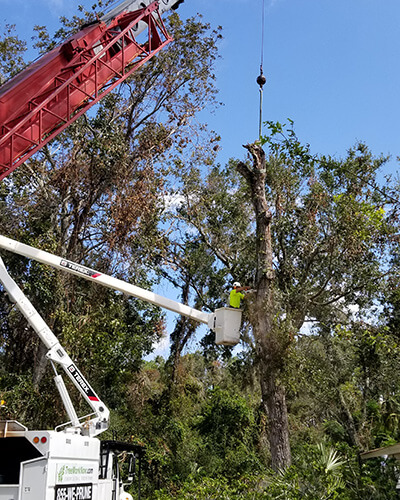 pine tree removal, oak tree removal, oak tree trimming, tree care professionals, tree branch removal, tree experts, dead tree removal