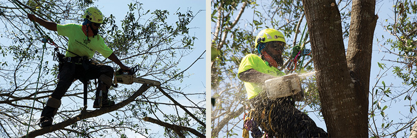 debris removal, tree removal, tree service, tree surgeon, large tree removal, tree cutting, tree companies, tree service cost, tree work now, fallen tree removal, dead tree removal, brush removal, tree debris removal