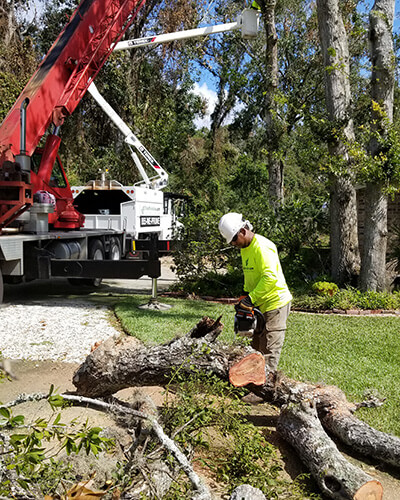 Tree Cutting Service Plano