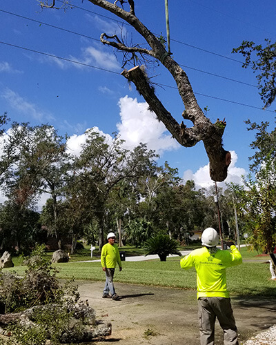 Stump Grinding