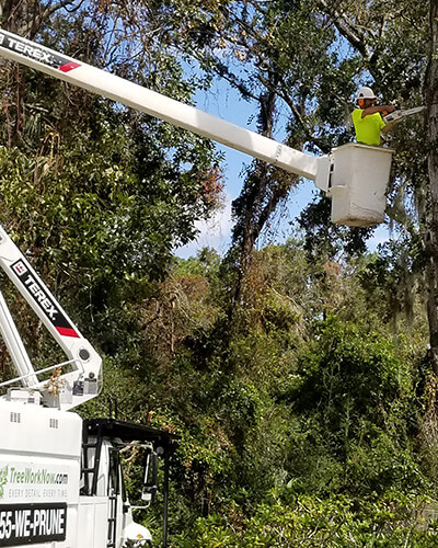dead tree removal, brush removal, tree debris removal, pine tree removal, oak tree removal, oak tree trimming, tree care professionals