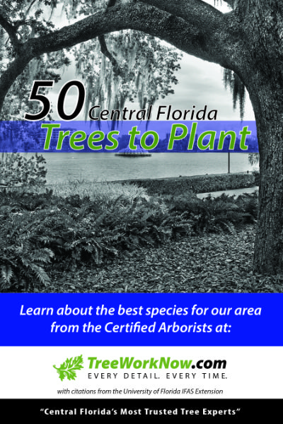 Cover of the upcoming Central Florida Trees to Plant publication.