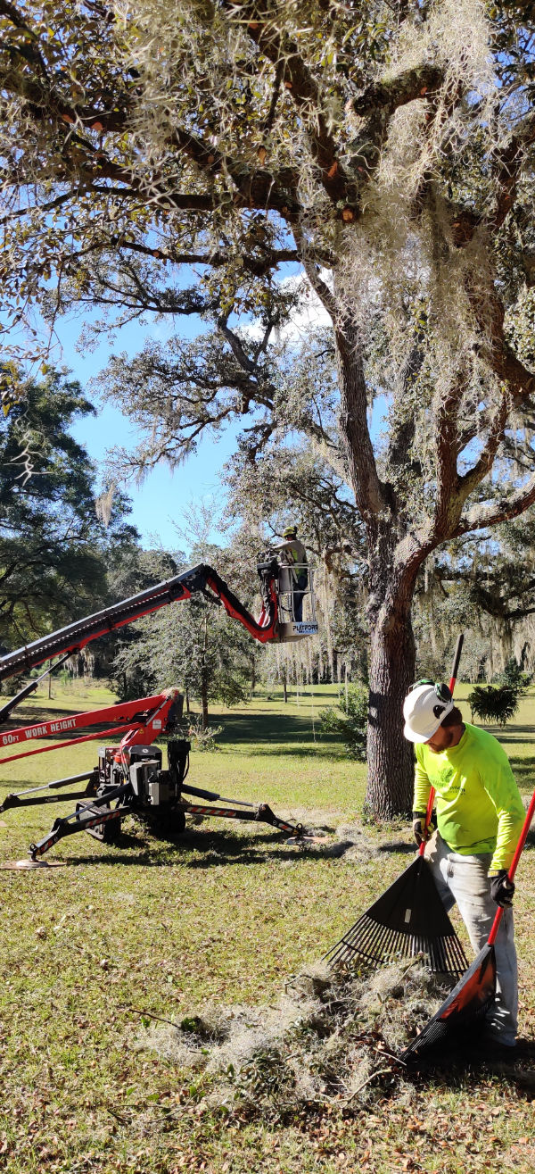 Orlando tree removal