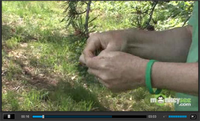 Determining whether your tree has a problem Video
