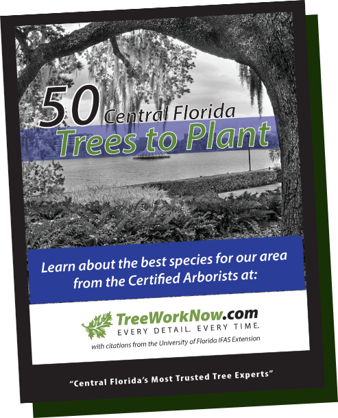 FREE paperback: 50 Central Florida Trees to Plant