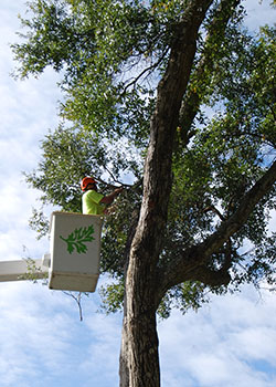 Does the tree service you are hiring have insurance? We do.