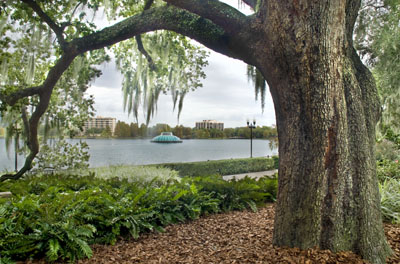 Our tree trimming company's green practices maintain the beauty of live oaks in such settings as Lake Eola