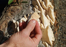 Our Florida certified arborist can tell you why mushrooms are growing on your tree trunks