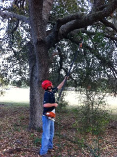 Orlando tree service trims low branches of oak tree