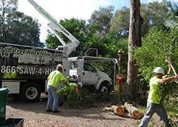 Crew completing tree service in Orlando