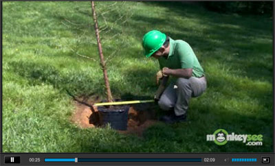 Planting Care for Trees Video