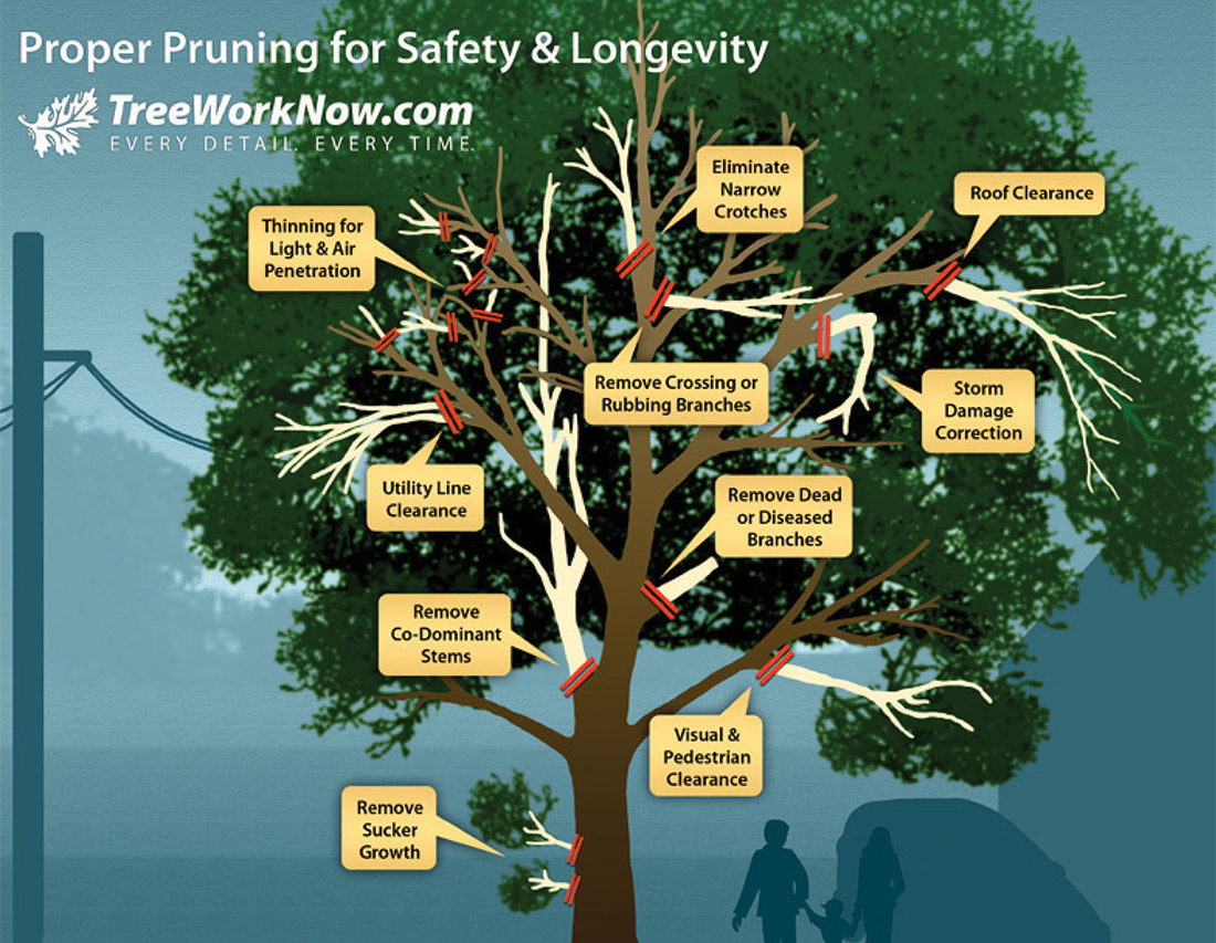 Proper Pruning for Safety and Longevity