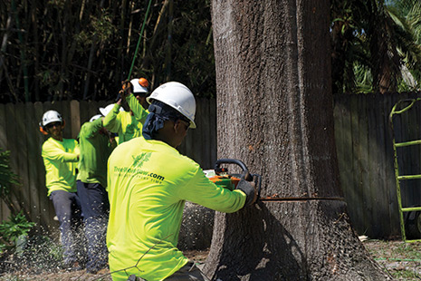Florida Tree Removal : Orlando Tree Removal : Seminole County Tree Service