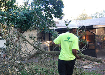 Cleaning up a tree branch after pruning