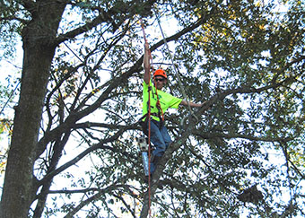 Crew member in tree pruning limbs in Orlando