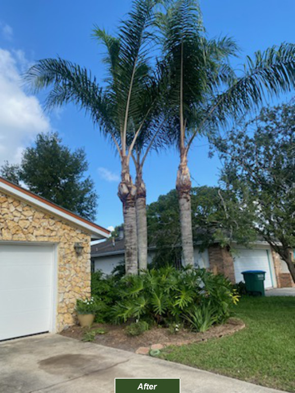 The final results of our Orlando tree trimming team's work.