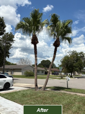 The final results of our Orlando tree trimming team's work.