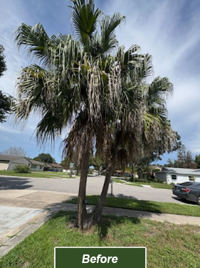 A tree before receiving proper pruning from Tree Work Now's Orlando tree trimming team.